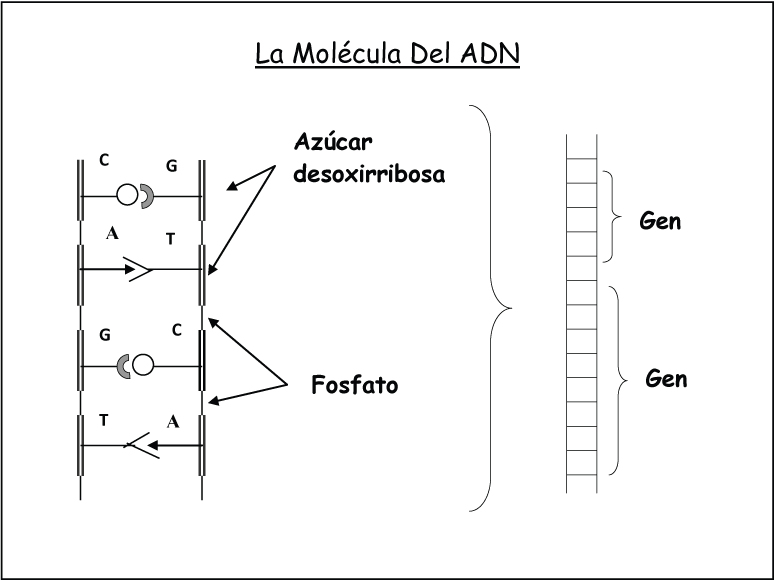 La molecula del adn